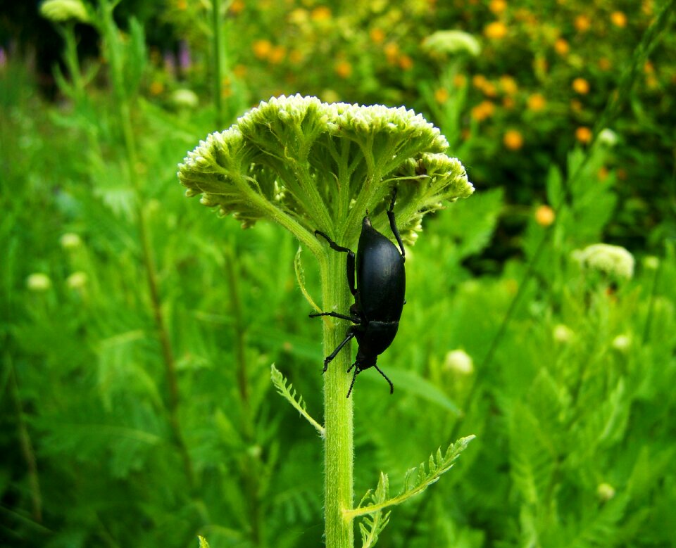 Black beetle insect nature