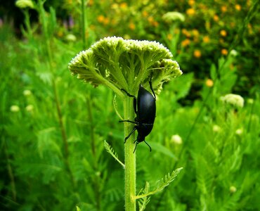 Black beetle insect nature
