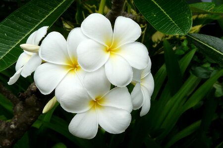 White asia flower photo