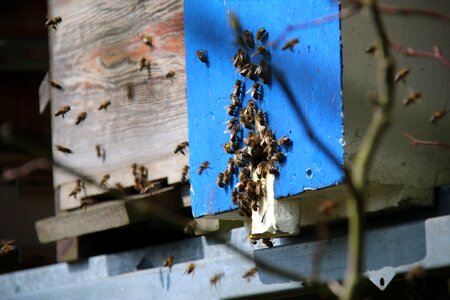 Foragers forage honey bee