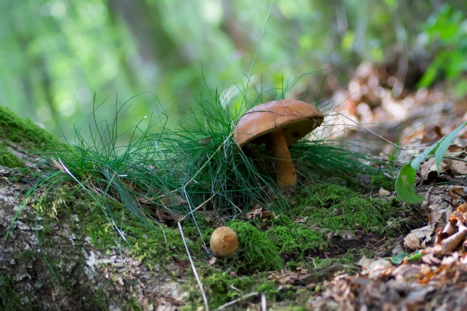 France nature fungus