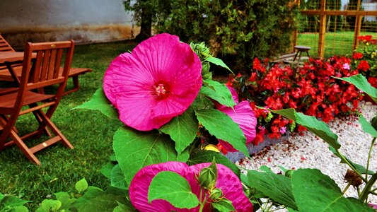 Hibiscus flower garden pink photo