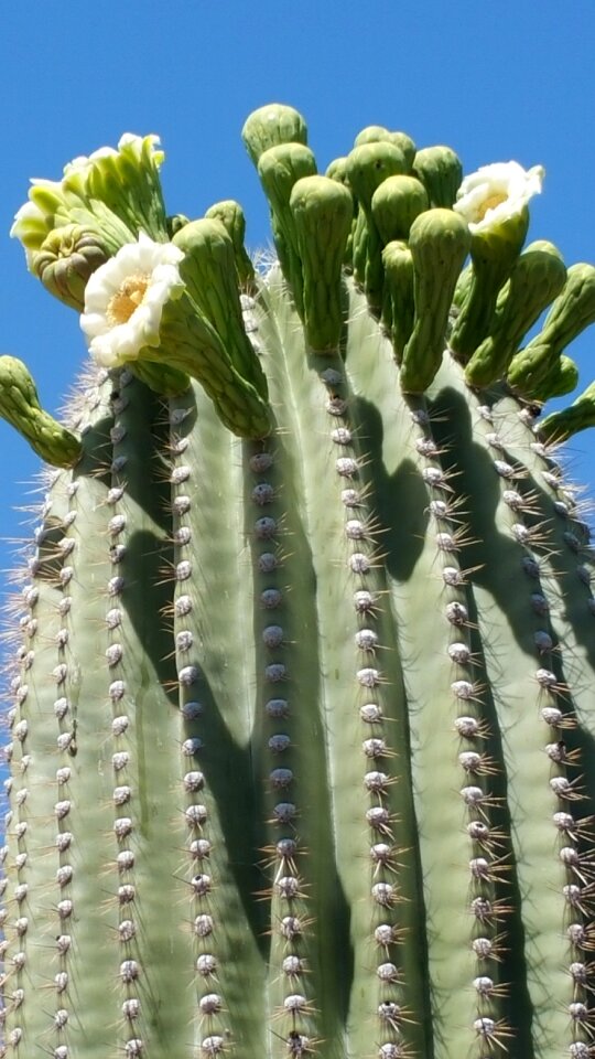 Cactus flower saguaro in bloom tucson