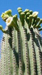 Cactus flower saguaro in bloom tucson photo