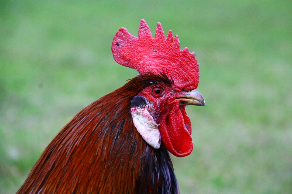 Animal backyard domestic animal