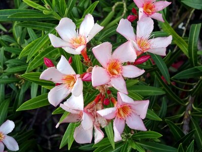 Oleander plants nature