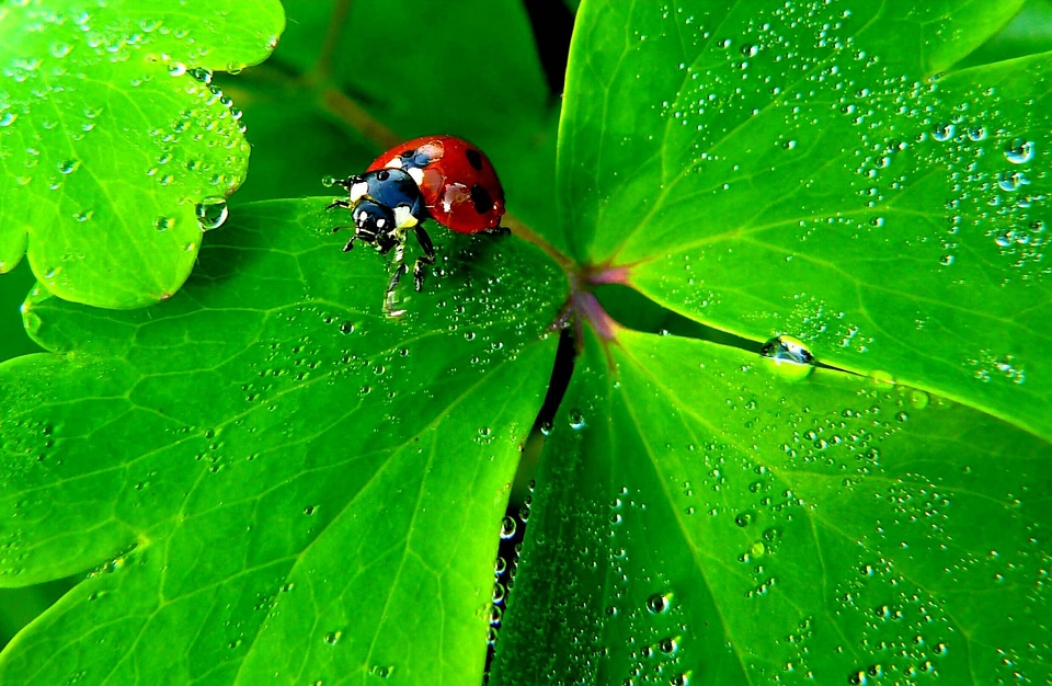 Animals fauna macro