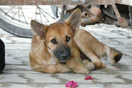 Cute hybrid pet photo