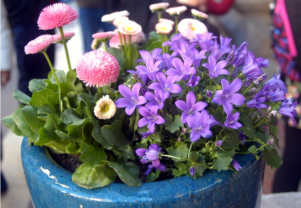 Purple flowers pink daisy