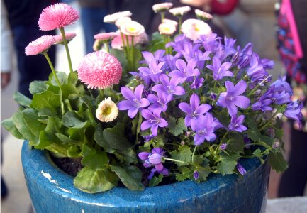 Purple flowers pink daisy photo