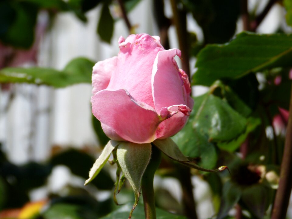 Nature pink