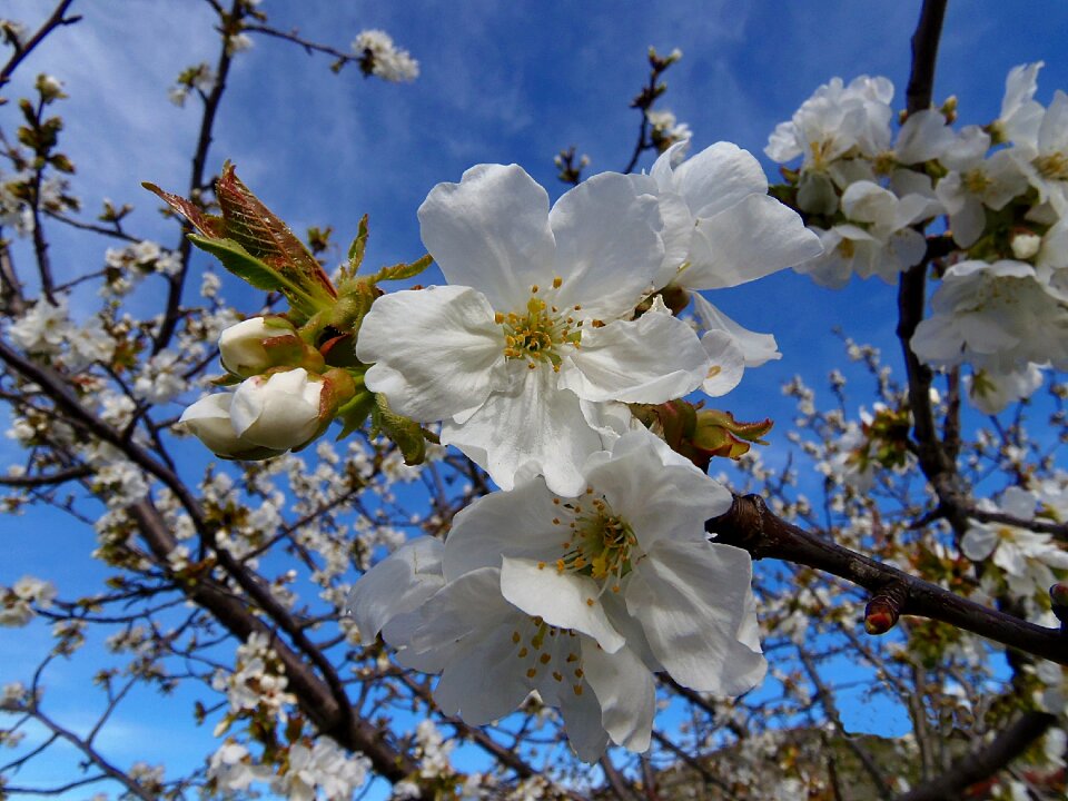 Flowers tree beauty