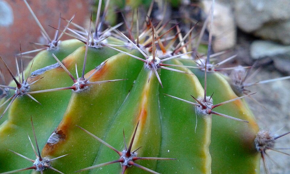 Thorny thorns green