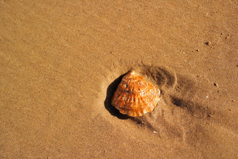 Shell beach sand