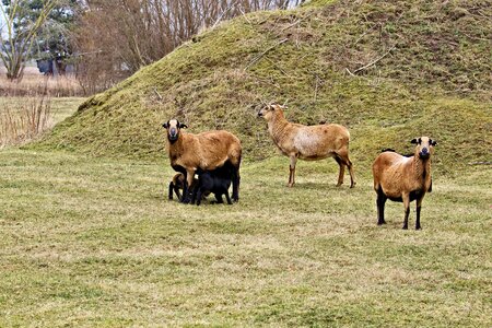 Livestock meadow wool