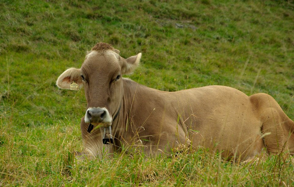 Breeding cattle herd