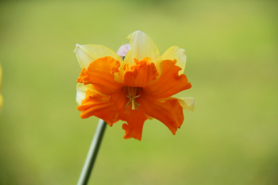 Nature plant spring