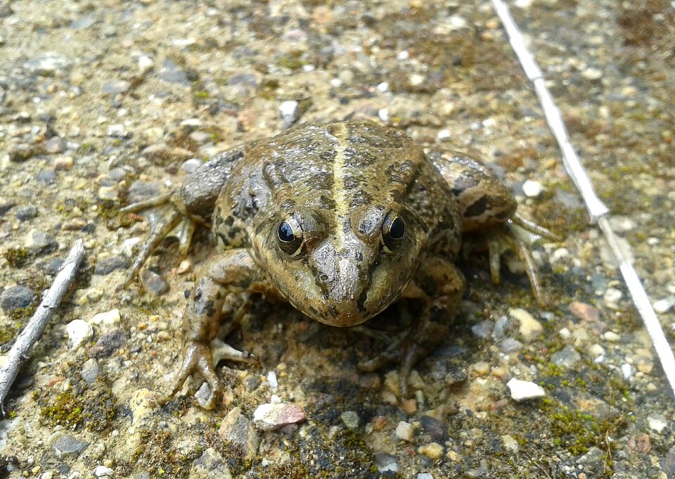 Animal amphibians animals