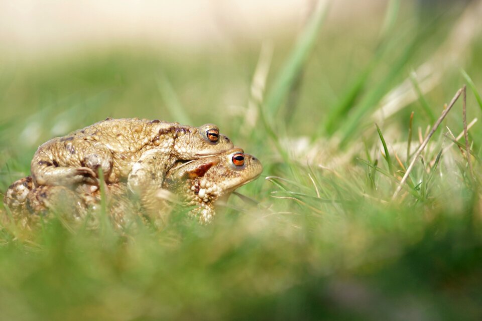 Green grass animal