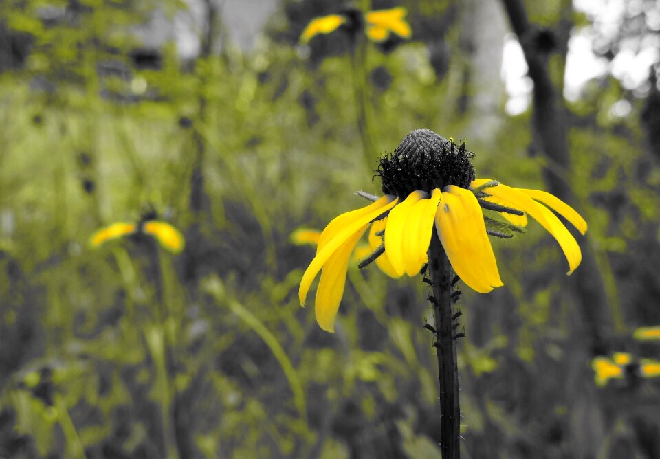 Yellow field
