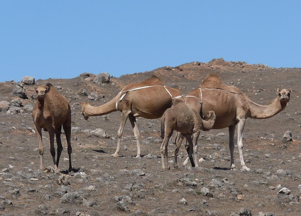 Dromedary flock dry