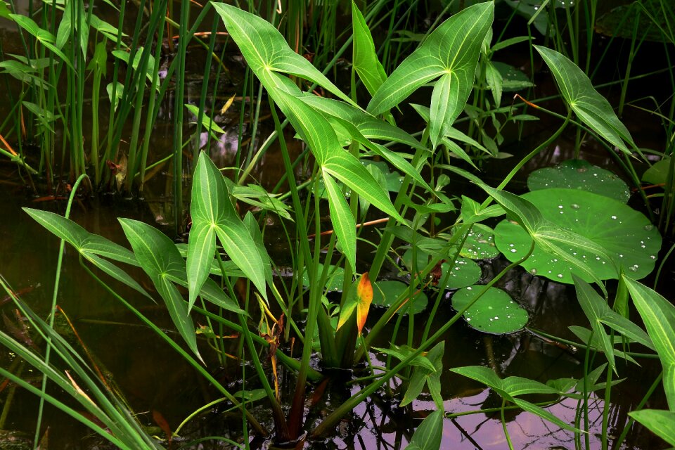 Pond summer aquatic plants