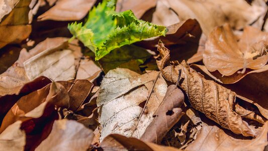 Green brown photo