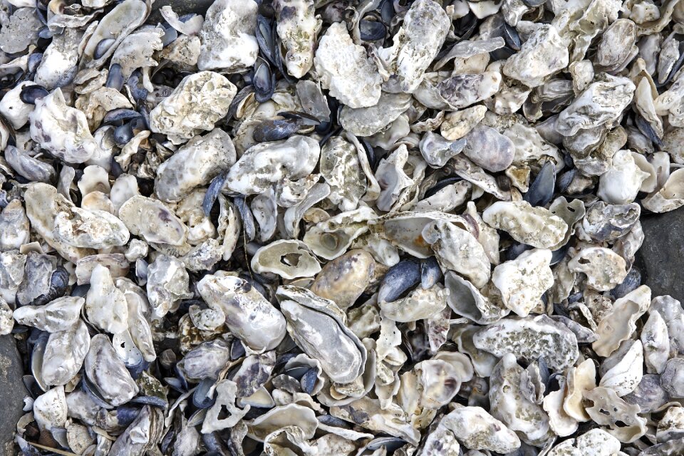 Blue violet coastal region shell