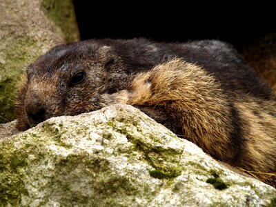 Rodent close up alpine