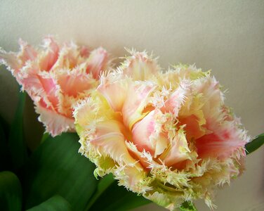 Tulip bouquet cut flower spring flower photo