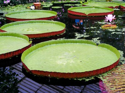 Rhizomatous aquatic herb