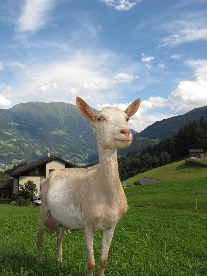 Goat in austria austria goat