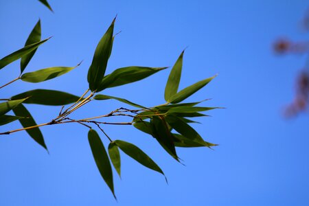 Branch leaves nature