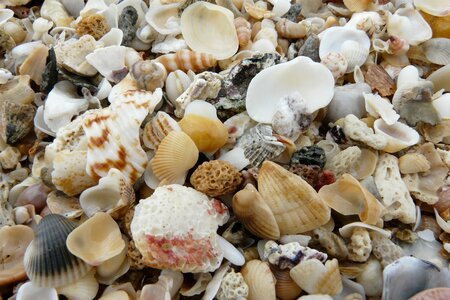 Flotsam shells close up photo