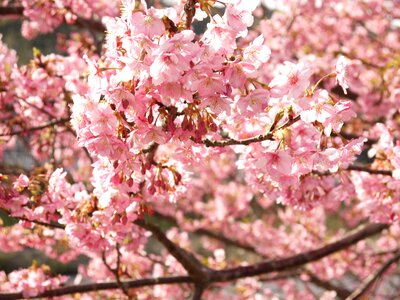 Spring pink wood