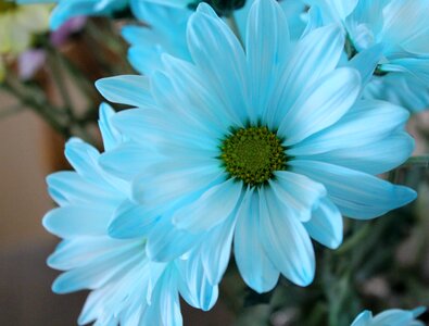 Macro blossom artistic