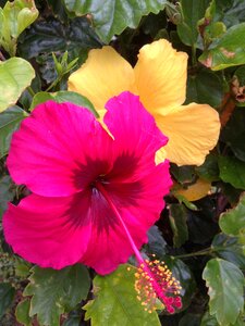 Hibiscus flowers okinawa