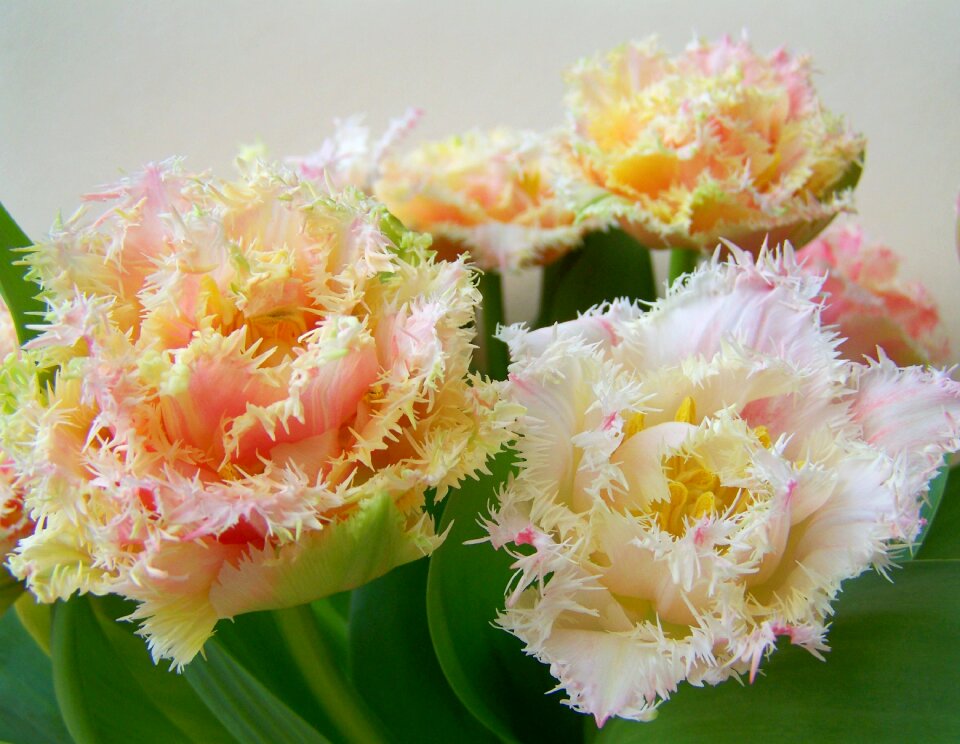 Tulip bouquet cut flower spring flower