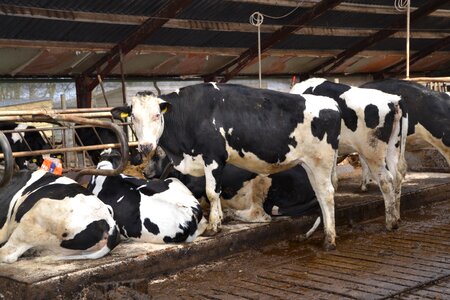 Animals agriculture nature