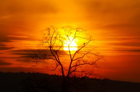 Tree sun silhouette photo