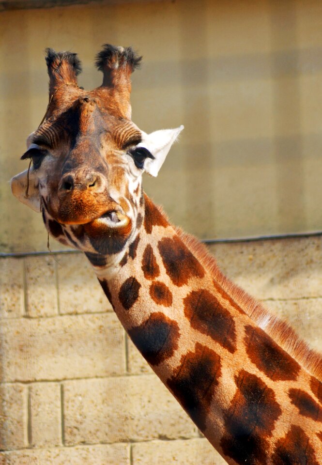 Wild zoo animals africa