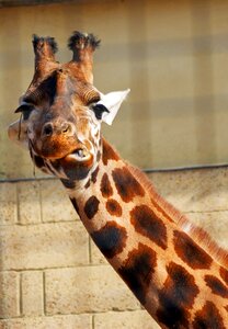 Wild zoo animals africa
