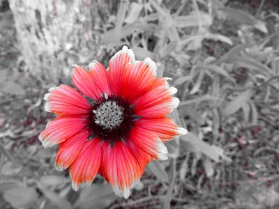 Red flower flora