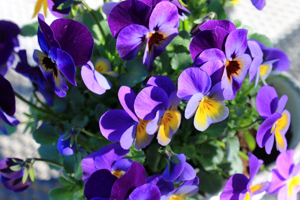 Flowers spring petals