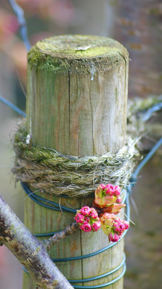 Bloom nature pink