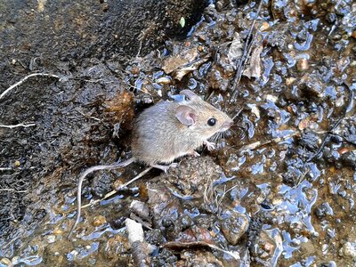 Rodent mouse animals photo