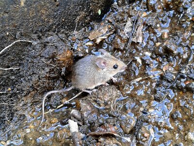 Rodent mouse animals