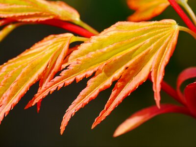 Foliation leaf leaves photo