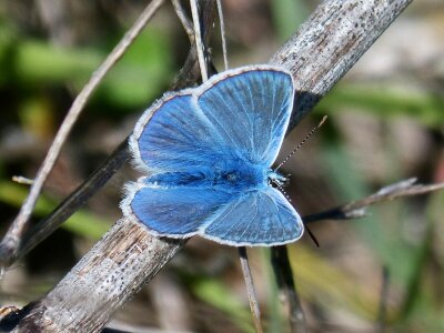 Blue butterfly blue-winged butterfly butterfly photo