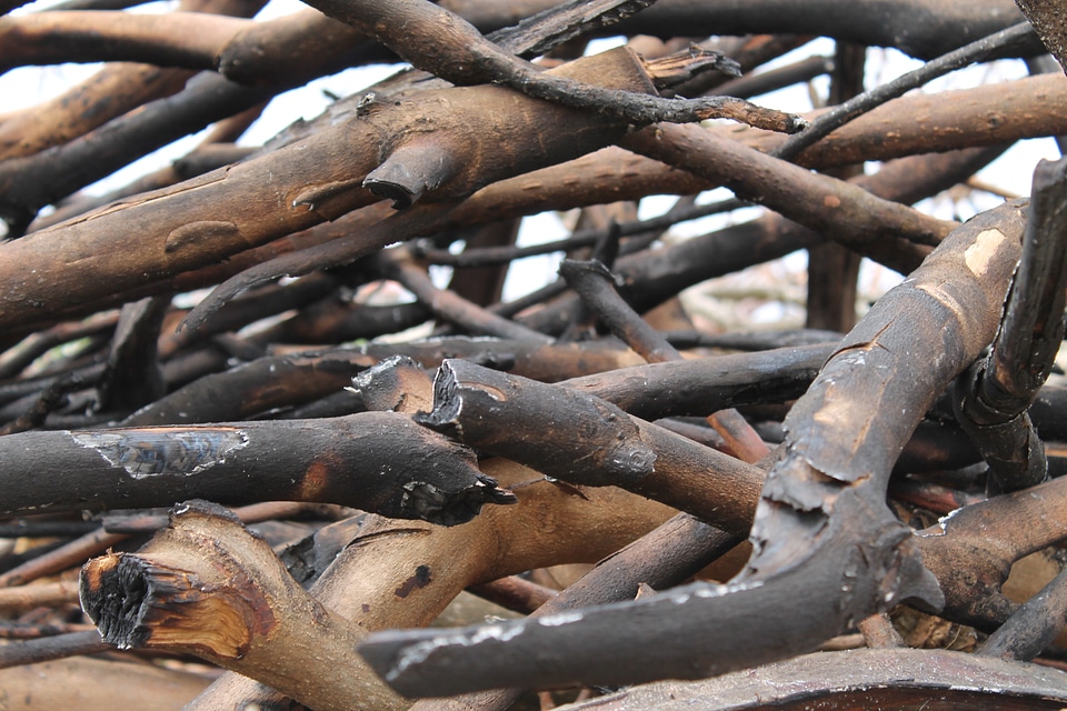 Fire firewood campfire